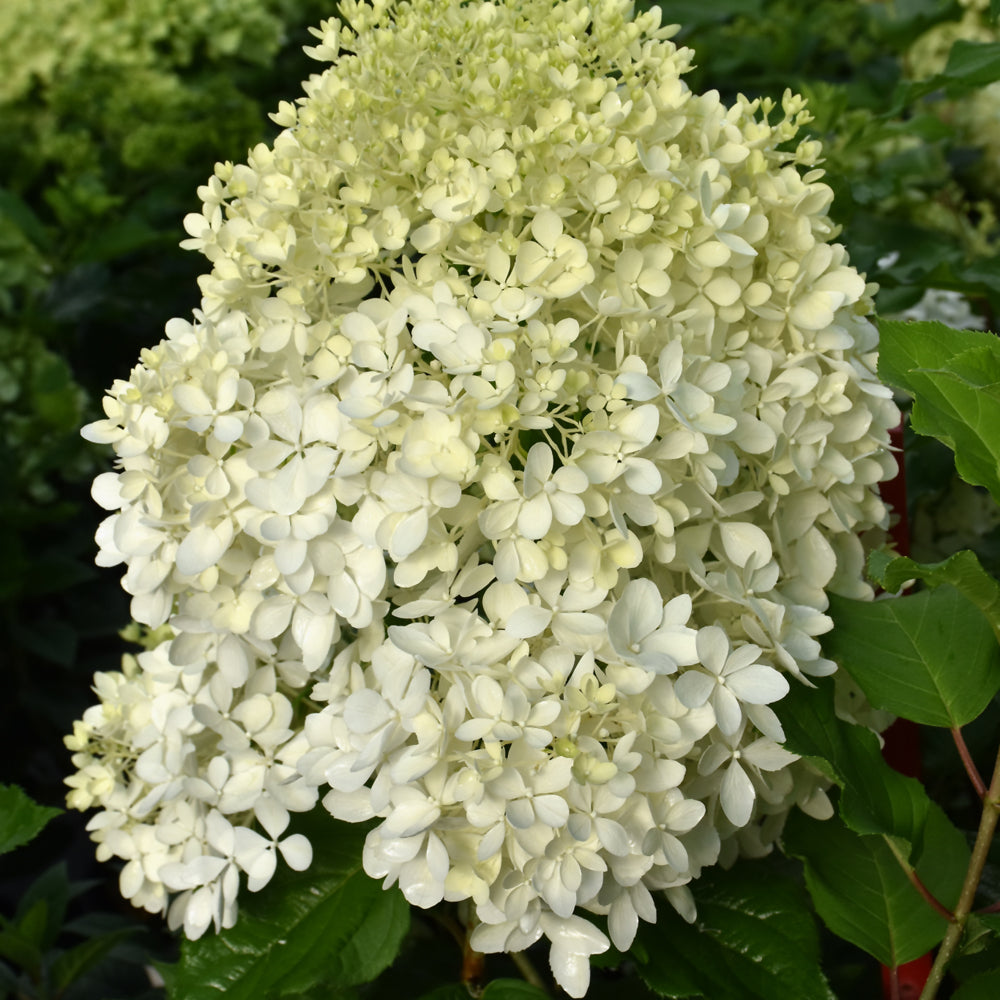 HYDRANGEA PUFFER FISH