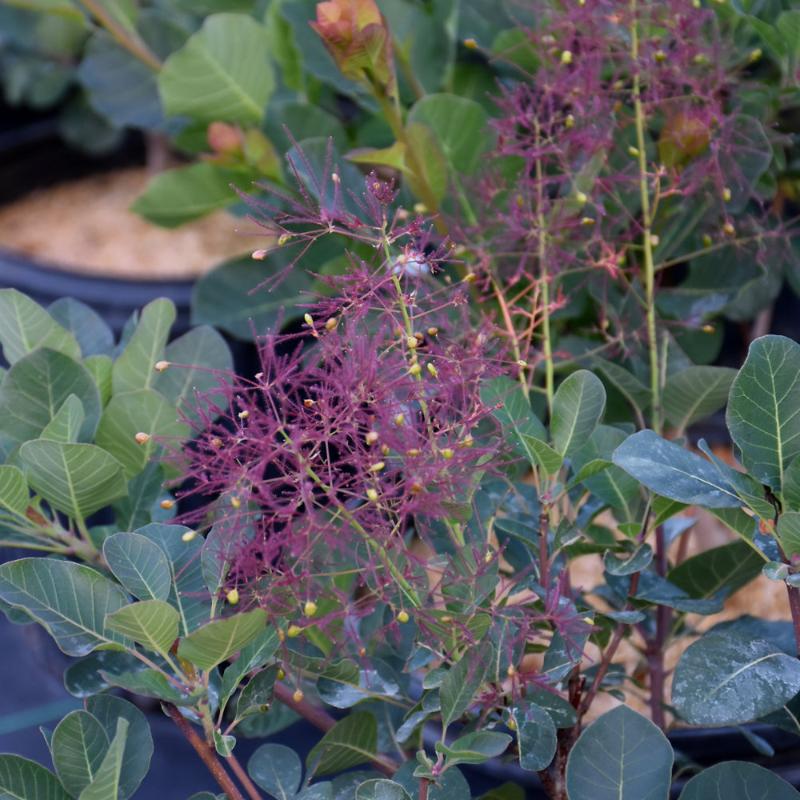 SMOKEBUSH THE VELVET FOG