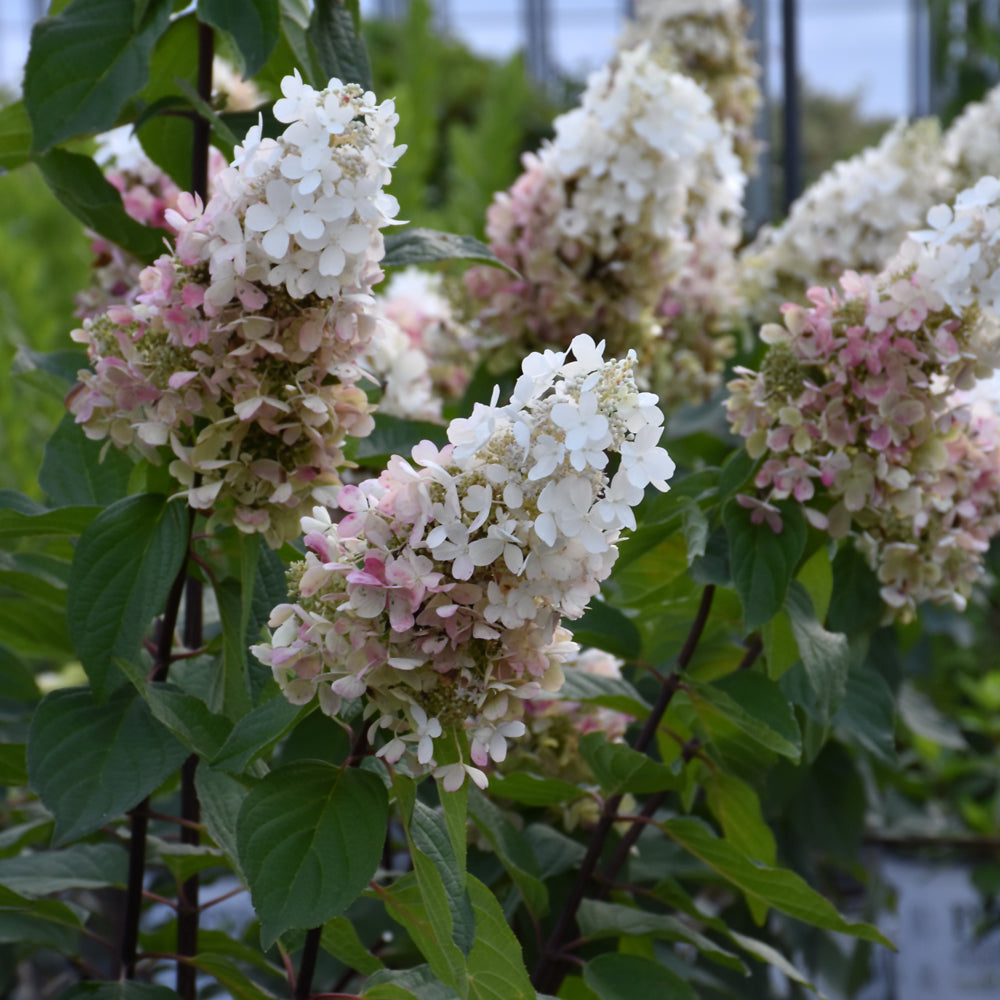 HYDRANGEA PINKY WINKY PRIME