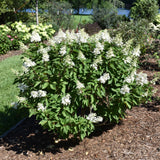 HYDRANGEA PINKY WINKY PRIME