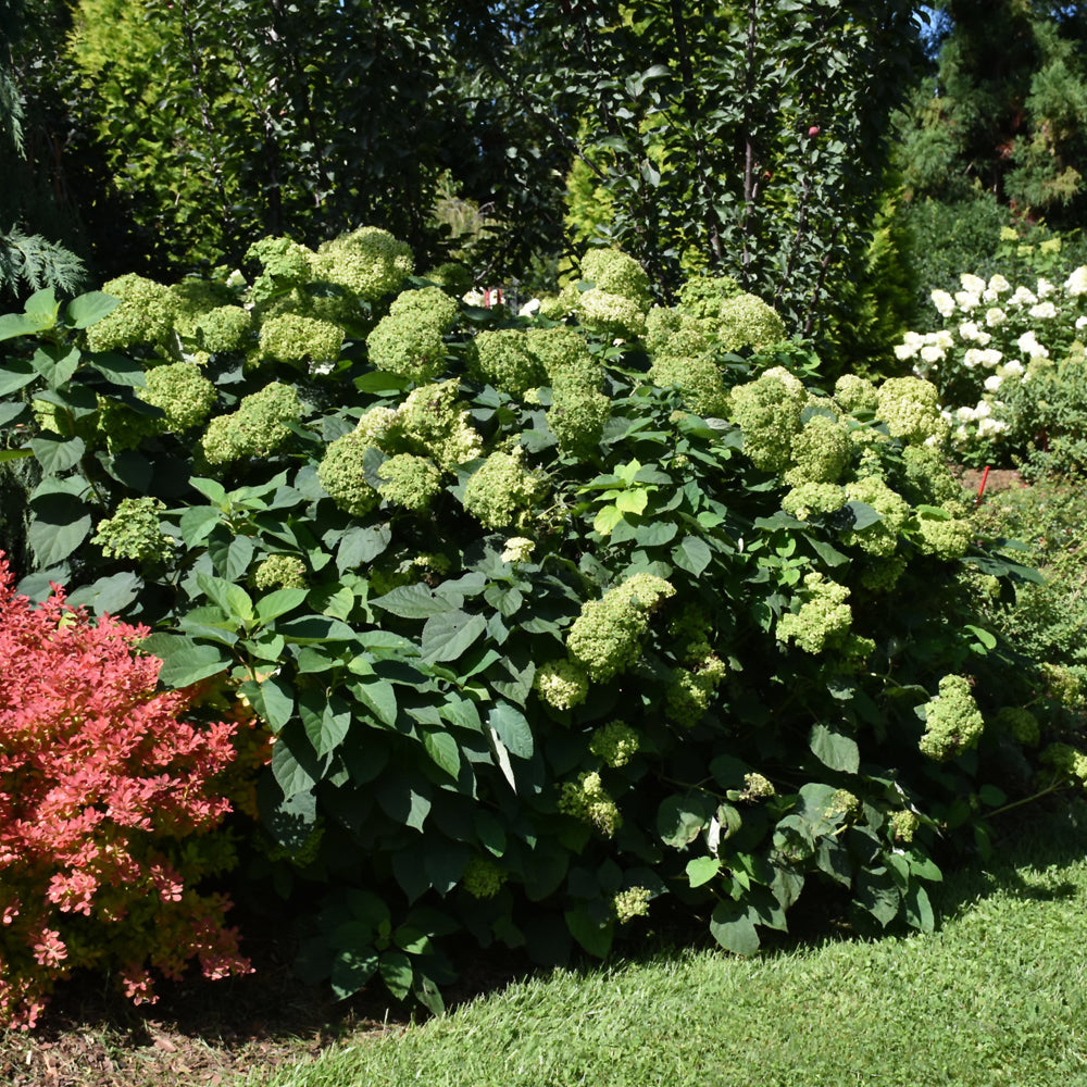 HYDRANGEA INVINCIBELLE SUBLIME