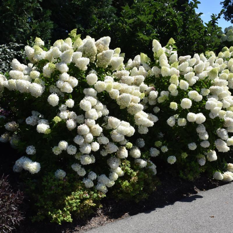 HYDRANGEA ZINFIN DOLL – Knippel Garden Centre