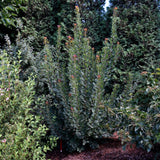 SMOKEBUSH THE VELVET FOG