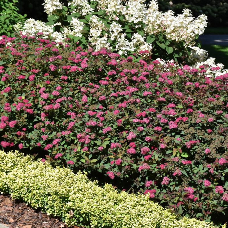 SPIREA DOUBLE PLAY DOOZIE