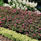 SPIREA DOUBLE PLAY DOOZIE