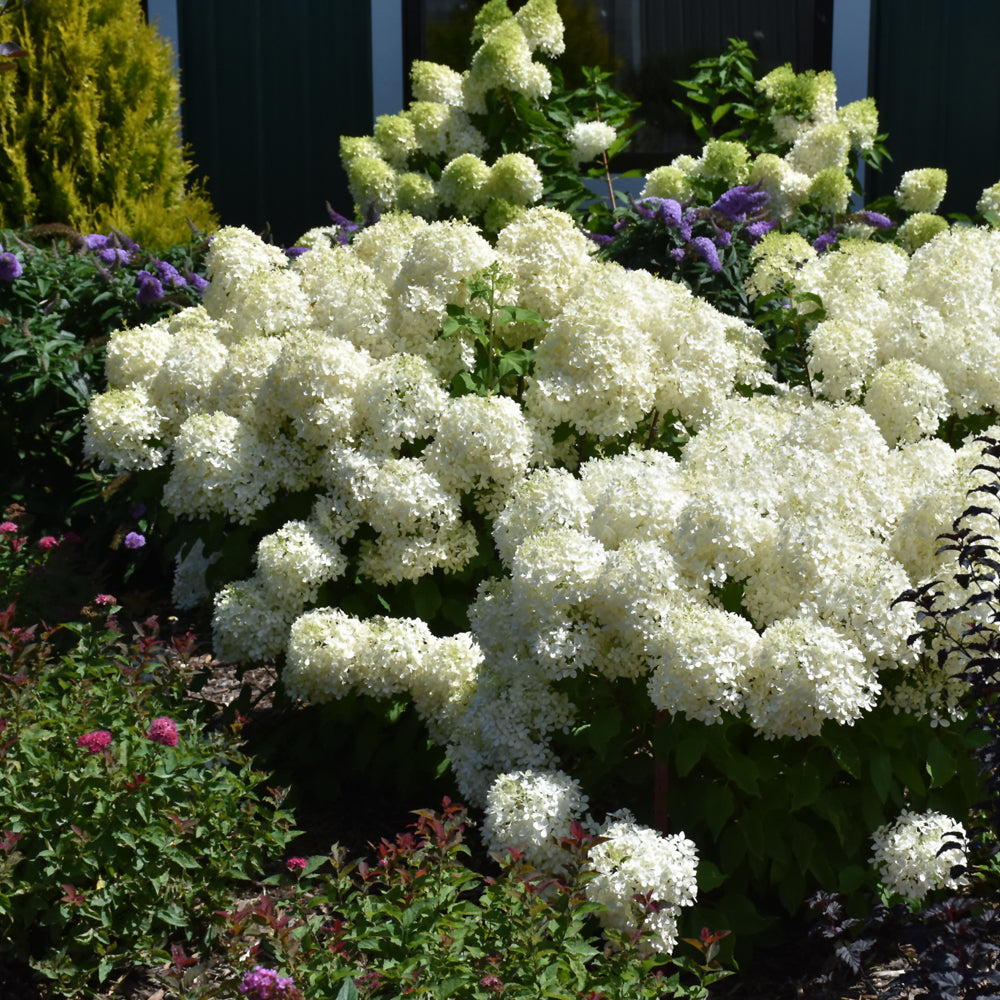 HYDRANGEA PUFFER FISH