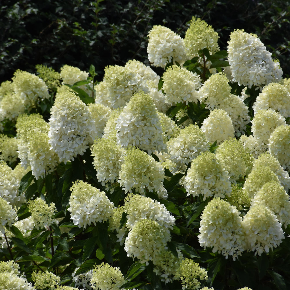 HYDRANGEA LIMELIGHT PRIME