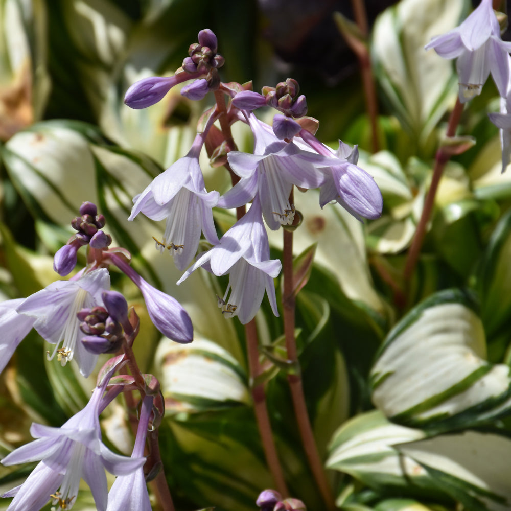 HOSTA RAINBOWS END