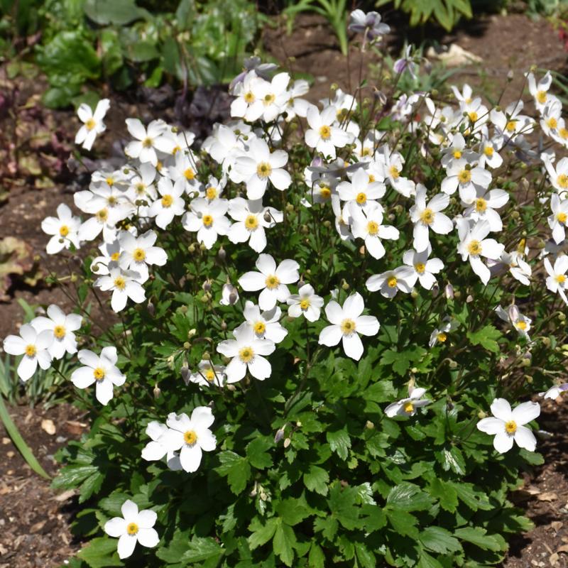 ANEMONE WILD SWAN – Knippel Garden Centre