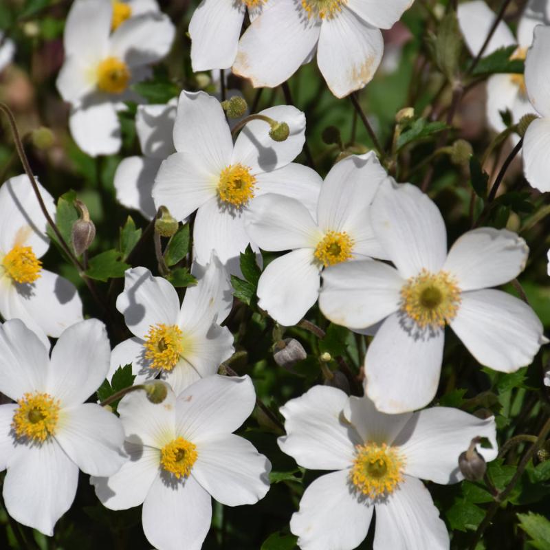 ANEMONE WILD SWAN – Knippel Garden Centre