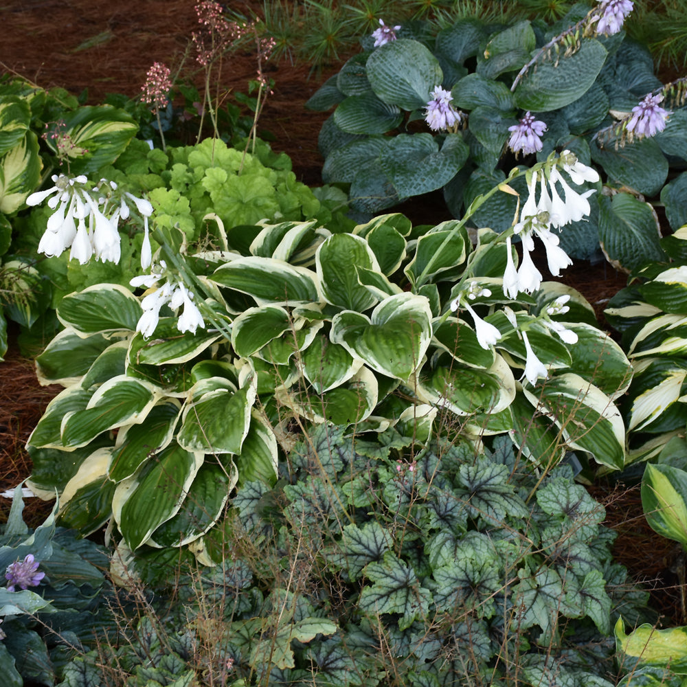 HOSTA ROYAL WEDDING