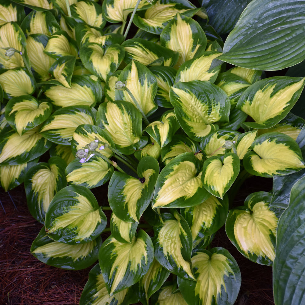 HOSTA ETCHED GLASS
