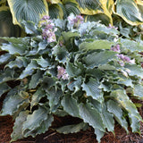 HOSTA WATERSLIDE