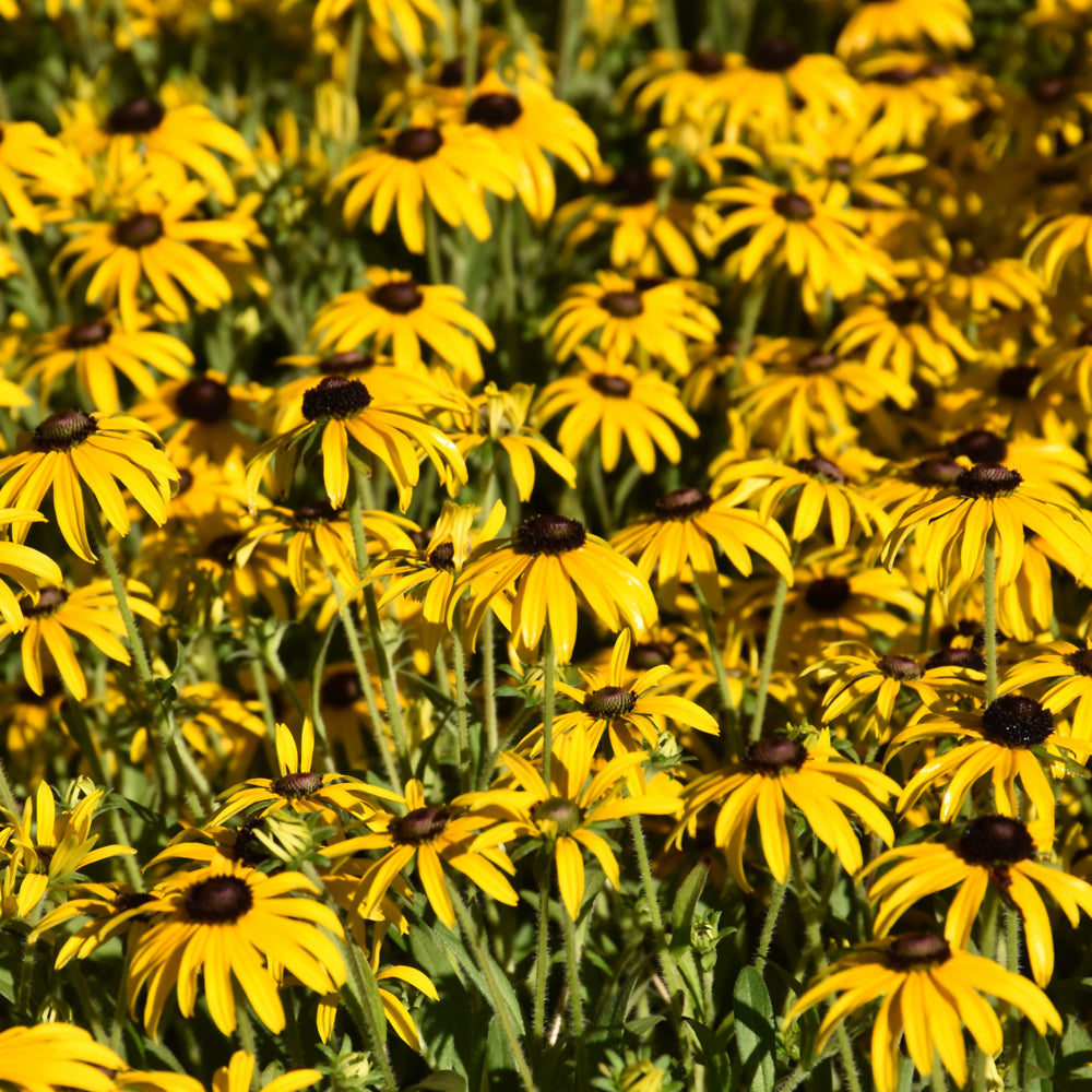 RUDBECKIA AMERICAN GOLD RUSH