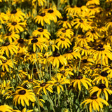 RUDBECKIA AMERICAN GOLD RUSH