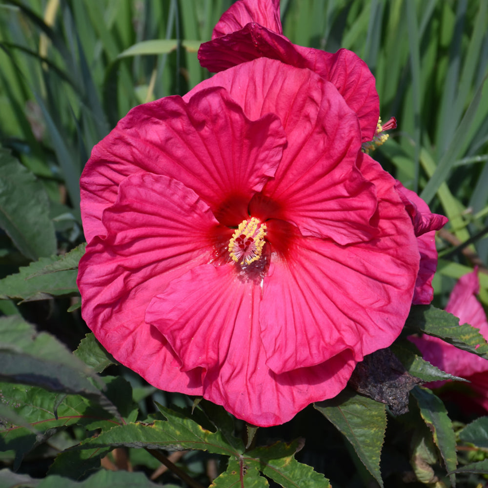 HIBISCUS SUMMER IN PARADISE