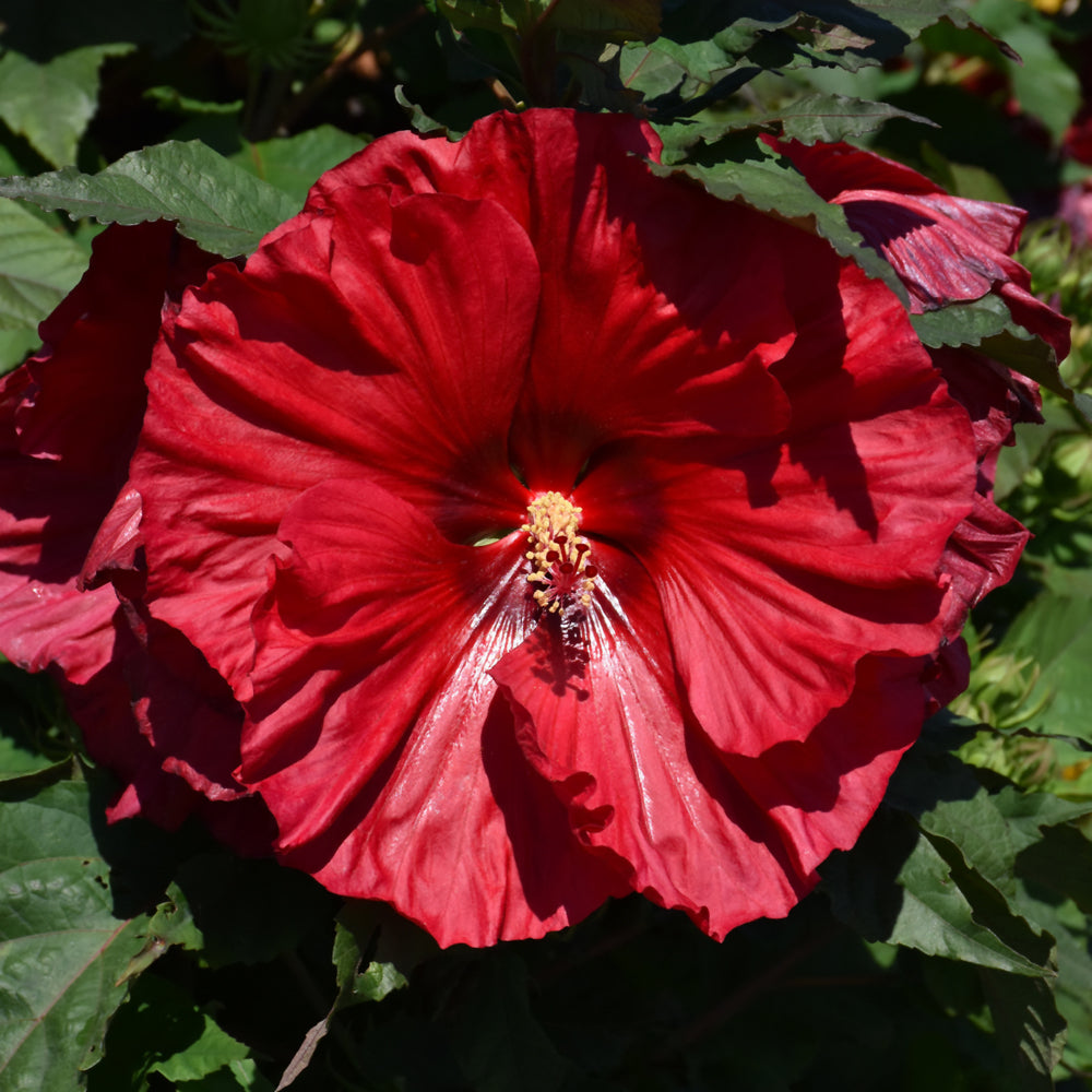 HIBISCUS SUMMERIFIC VALENTINE'S CRUSH – Knippel Garden Centre