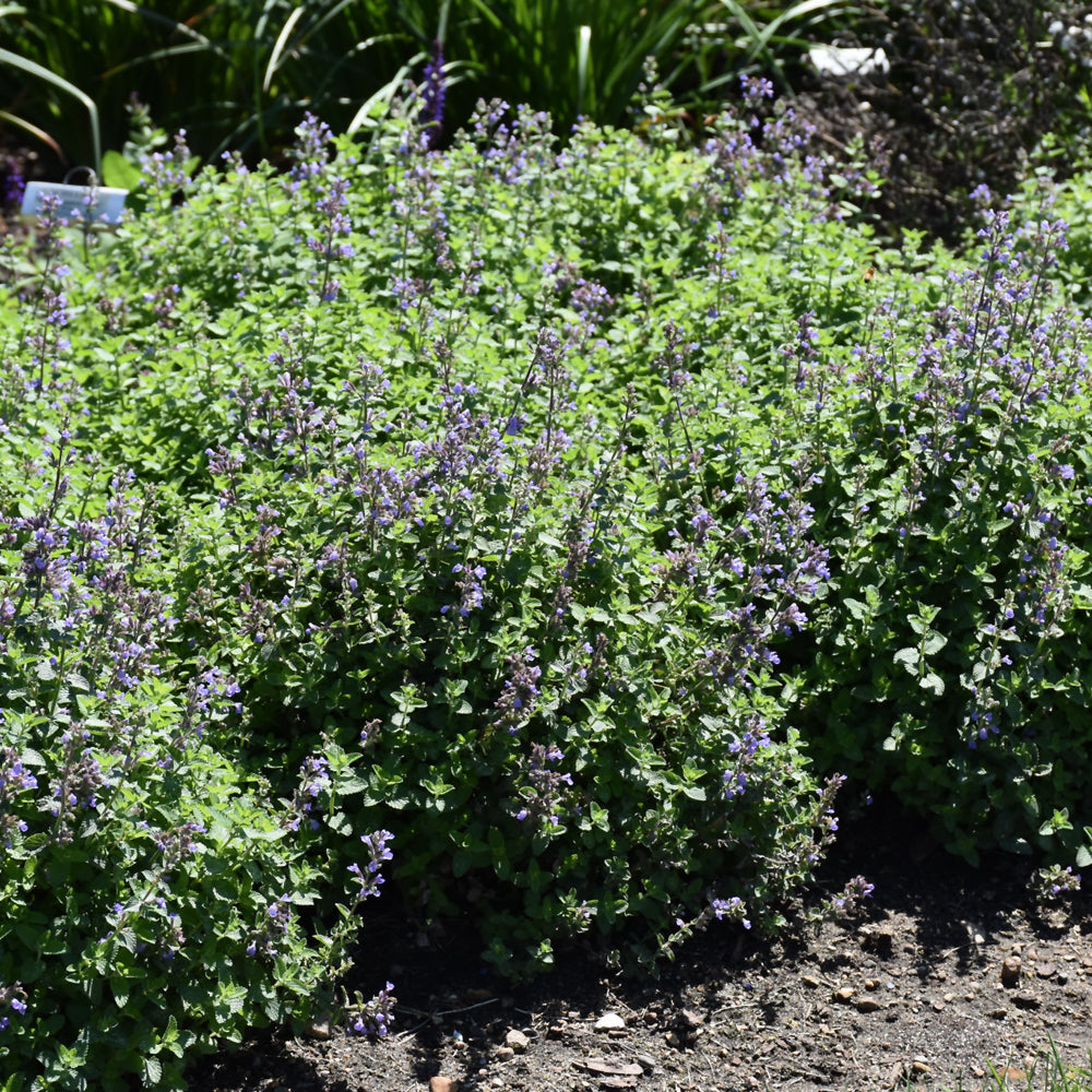 NEPETA CATS PAJAMAS – Knippel Garden Centre