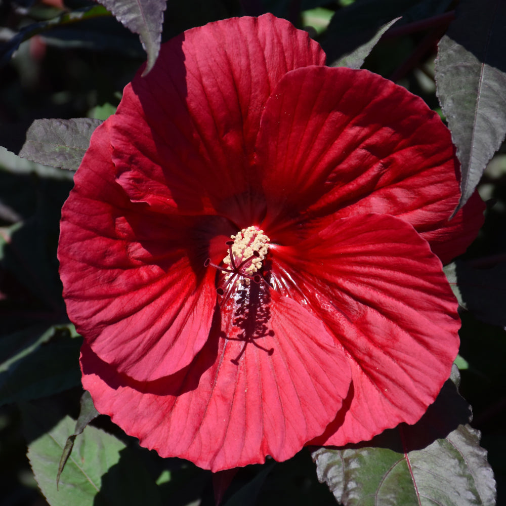 HIBISCUS MIDNIGHT MARVEL