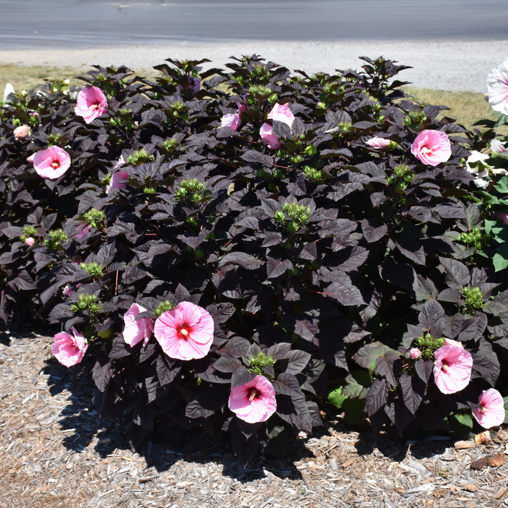 HIBISCUS SUMMERIFIC EDGE OF NIGHT