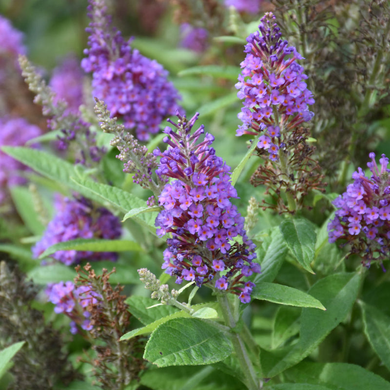 Blue Razz Buddleia BUDDLEIA CHRYSALIS BLUE – Knippel Garden Centre