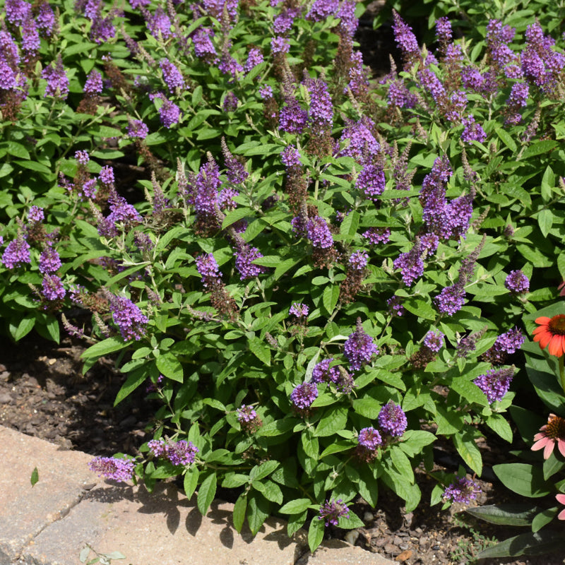 Blue Razz Buddleia BUDDLEIA CHRYSALIS BLUE – Knippel Garden Centre