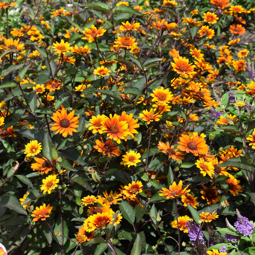 HELIOPSIS SUMMER ECLIPSE