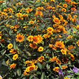 HELIOPSIS SUMMER ECLIPSE