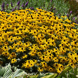 RUDBECKIA FULGIDA GOLDBLITZ