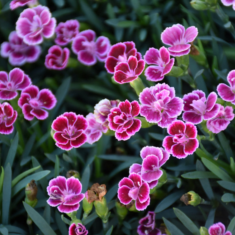 DIANTHUS PINK KISSES