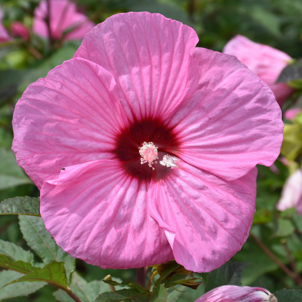 HIBISCUS BRANDY PUNCH