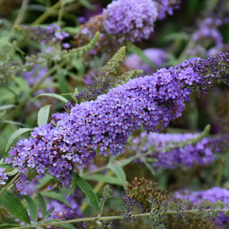 BUDDLEIA BUZZ SKY BLUE