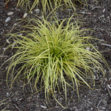 CAREX EVERCOLOR EVERSHEEN