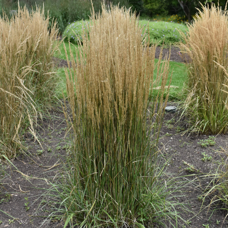 CALAMAGROSTIS HELLO SPRING Knippel Garden Centre Calamagrostis hello spring knippel garden centre