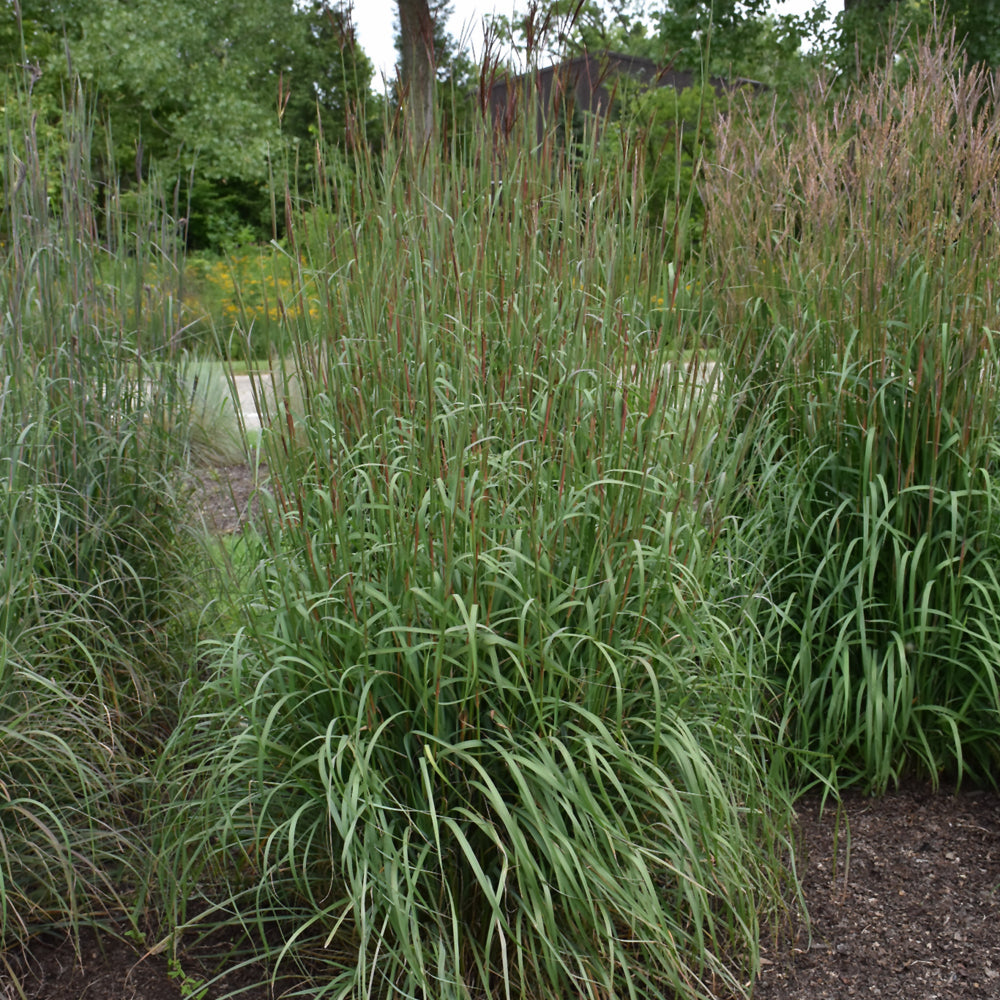 ANDROPOGON DANCING WIND