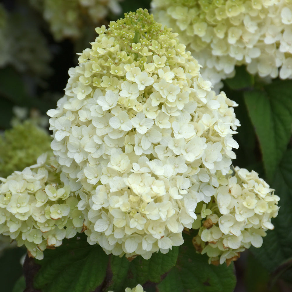 HYDRANGEA LITTLE HOTTIE