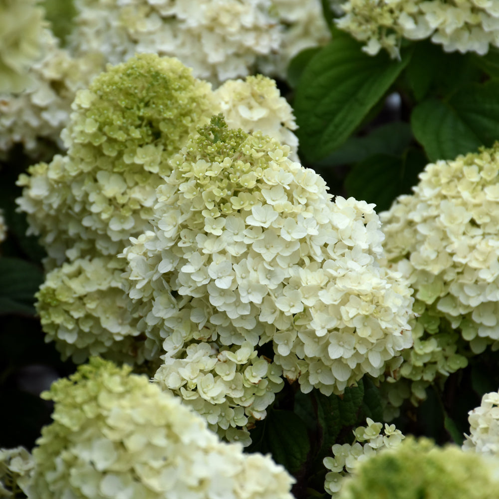 HYDRANGEA LITTLE HOTTIE