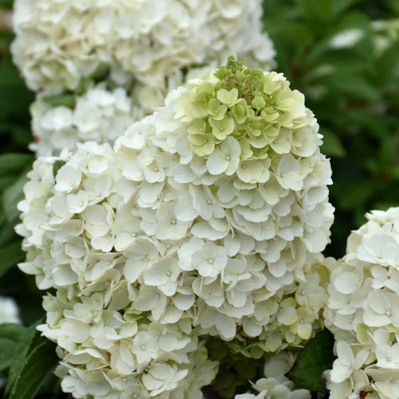 HYDRANGEA MOONROCK