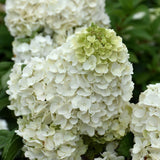 HYDRANGEA MOONROCK
