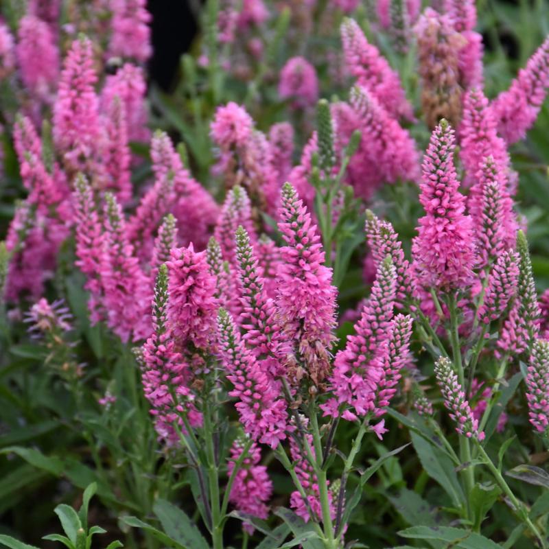 VERONICA BUBBLEGUM CANDLES – Knippel Garden Centre