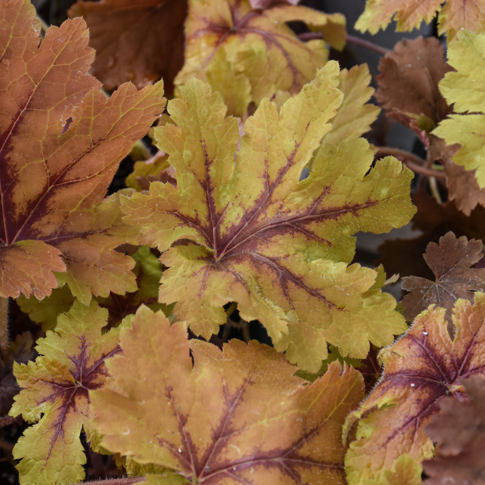 HEUCHERELLA COPPER KING