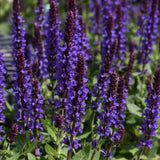 SALVIA VIOLET PROFUSION