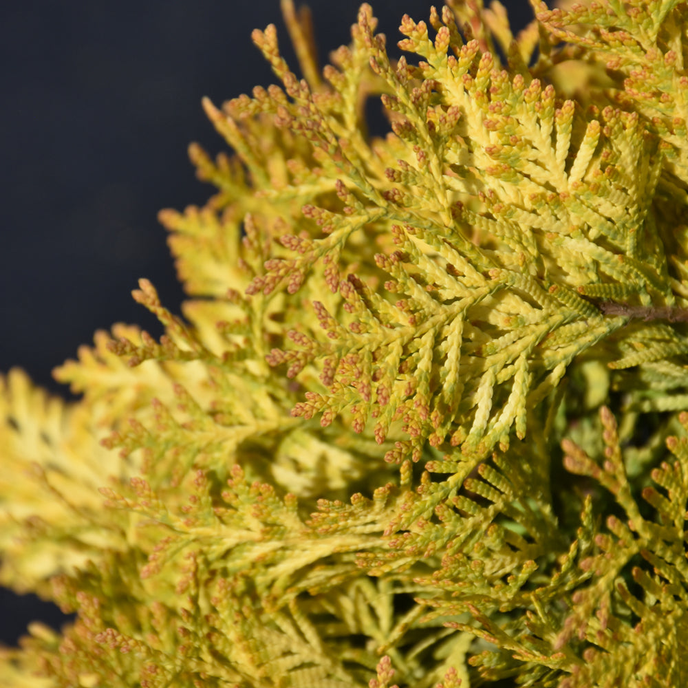 CEDAR LEMON BURST