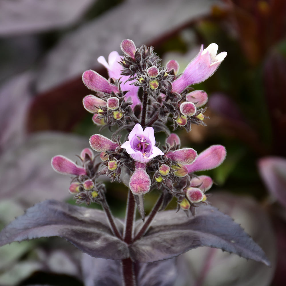PENSTEMON DAKOTA BURGUNDY