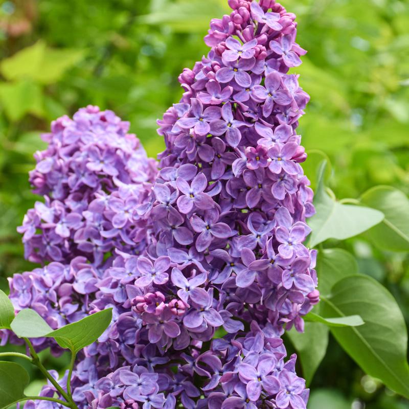 LILAC SCENTARA PURA
