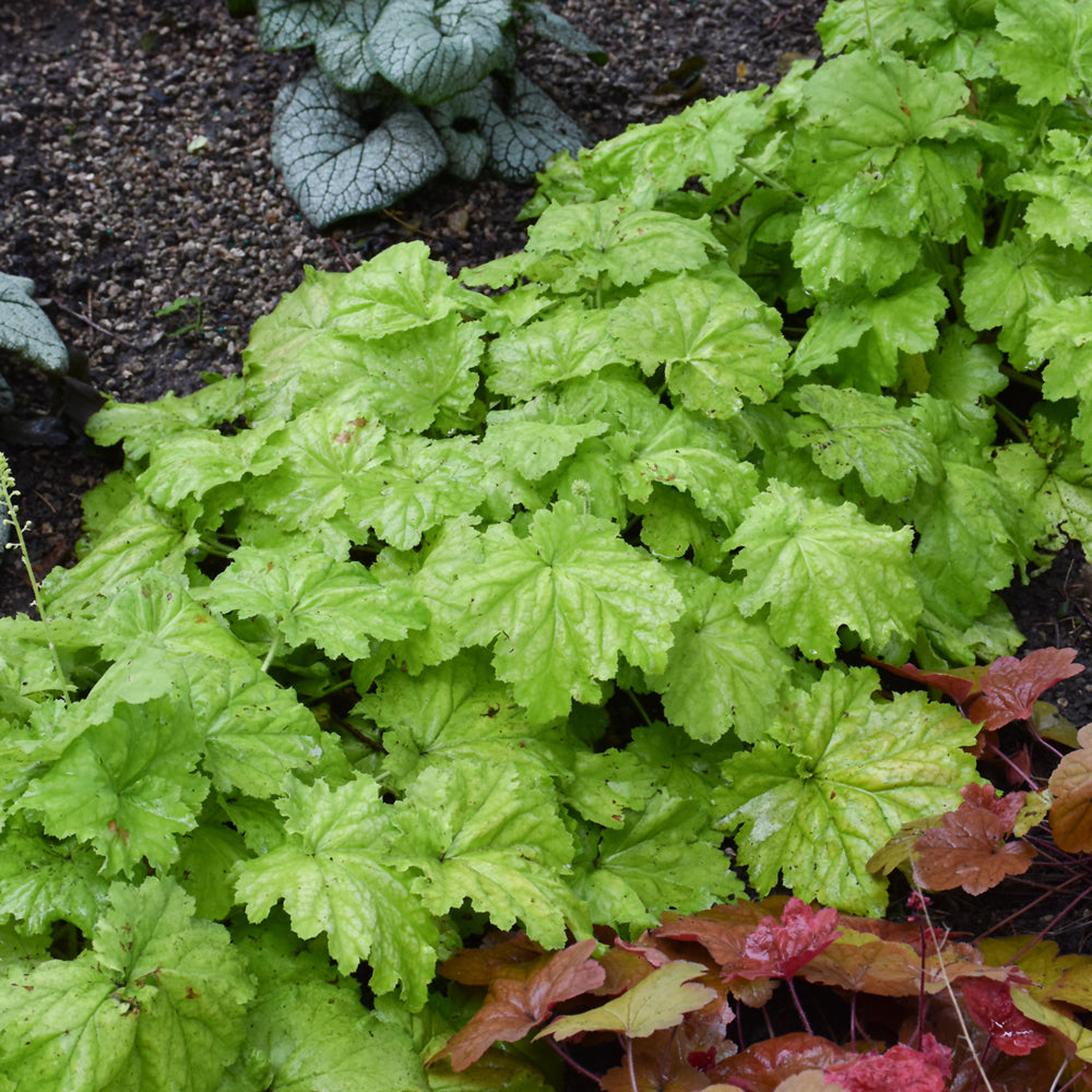 HEUCHERA BALL GOWN