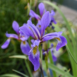 IRIS PURPLE FLAME