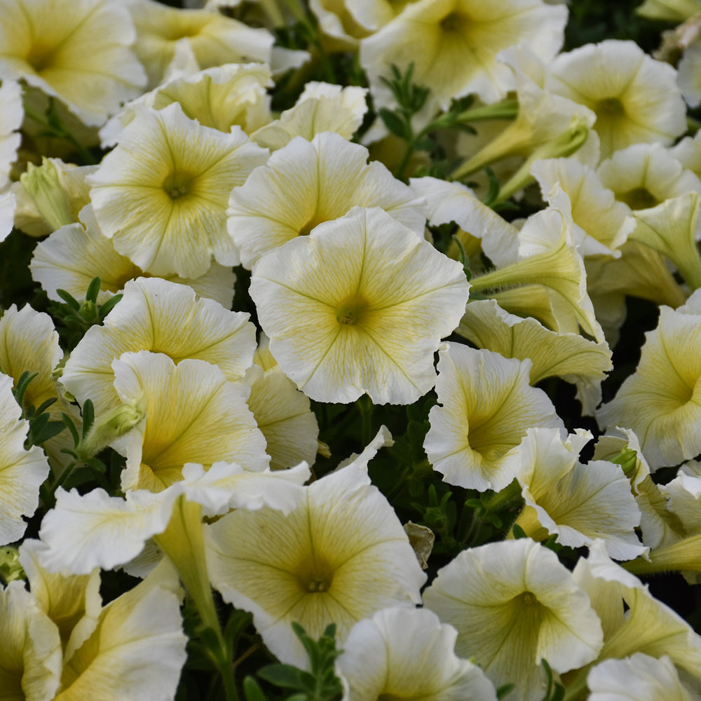 Petunia Multiflora