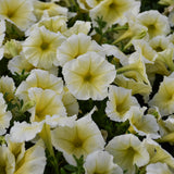 Petunia Multiflora