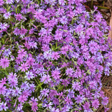 PHLOX ROCKY ROAD GRAPE